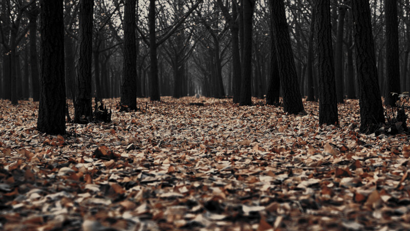 Forest Path with Fallen Leaves — Brown, Somber