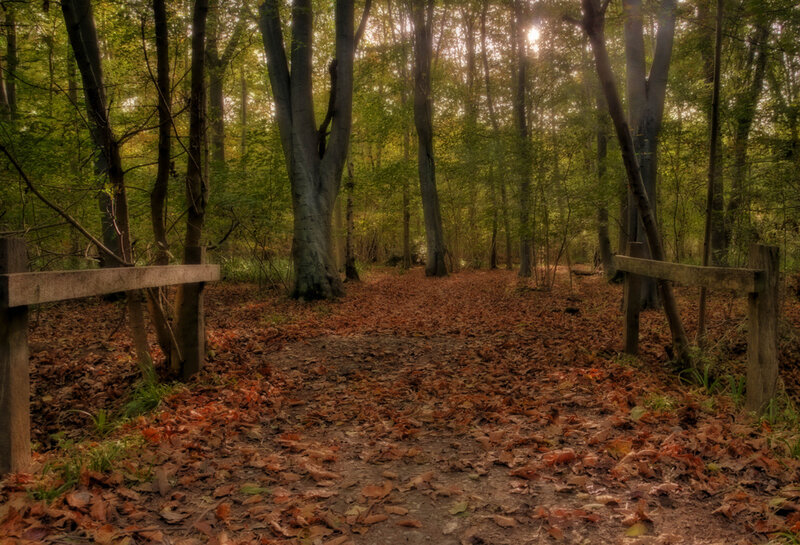 Forest Path with Fallen Leaves — Brown
