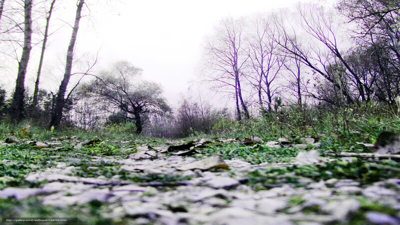 Forest Path with Fallen Leaves — Green, Dreary