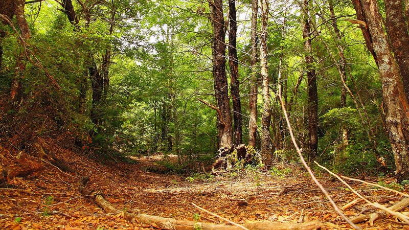 Forest Path with Fallen Leaves — Green, Serene, Afternoon