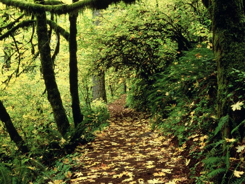 Forest Path with Fallen Leaves — Green, Serene, Autumn, Photograph