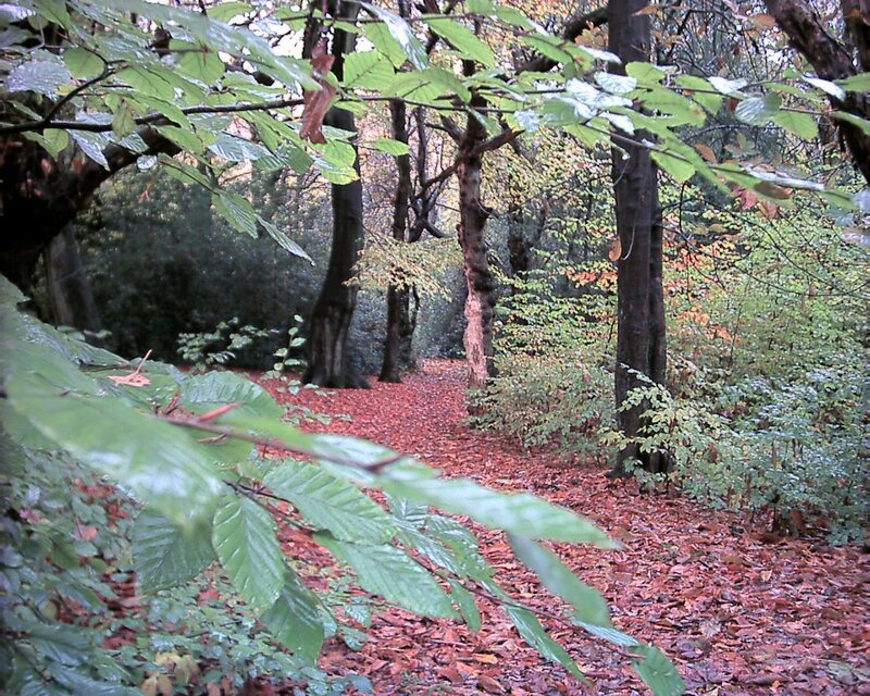 Forest Path with Fallen Leaves — Green, Serene, Autumn, Photograph, Trees, Bushes