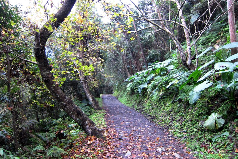 Forest Path with Fallen Leaves — Green, Serene, Autumn, Photograph, Trees, Ferns