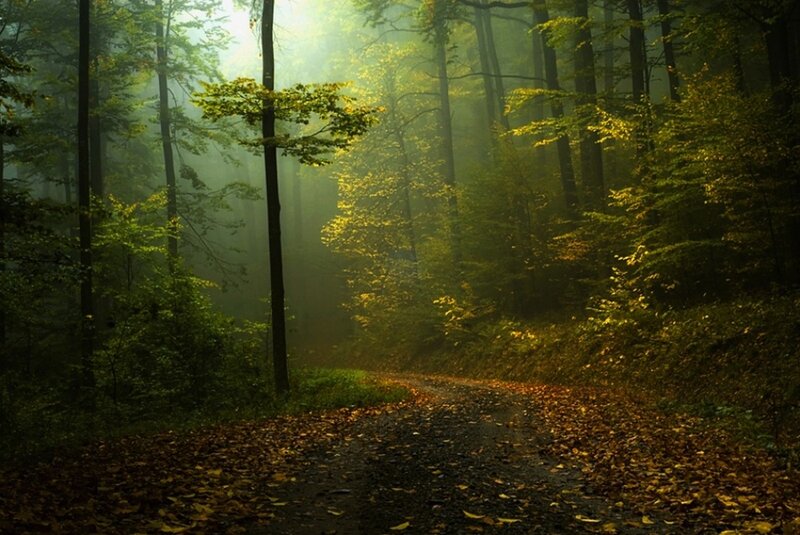 Forest Path with Fallen Leaves — Green, Serene, Autumn, Photograph, Trees, Fog