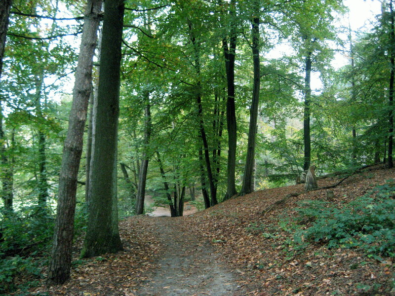 Forest Path with Fallen Leaves — Green, Serene, Autumn, Photograph, Trees