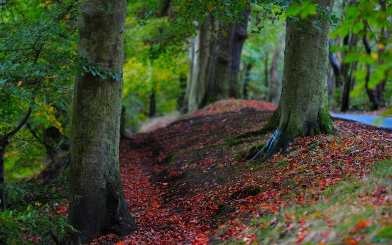 Forest Path with Fallen Leaves — Green, Serene, Autumn