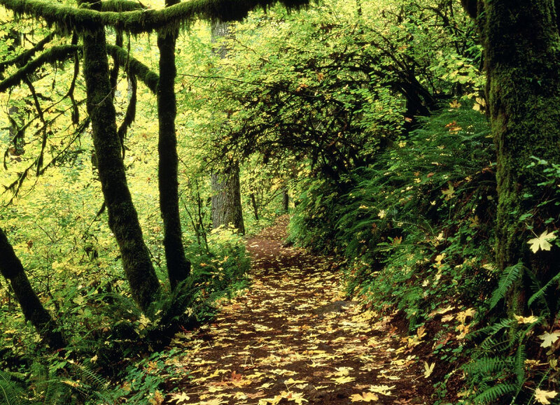 Forest Path with Fallen Leaves — Green, Serene