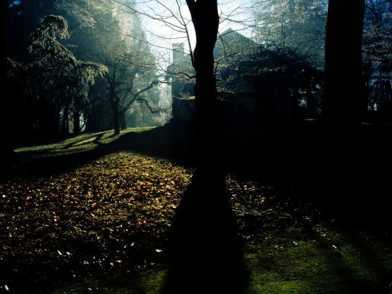 Forest Path with Fallen Leaves — Green