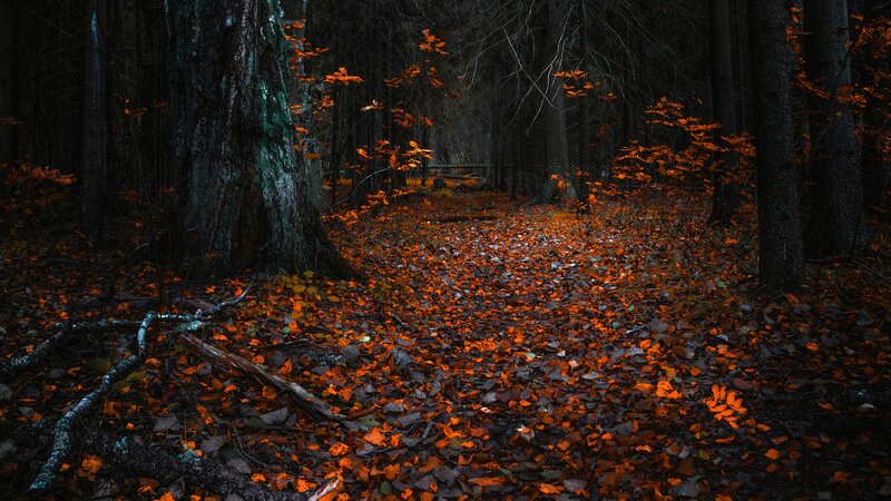 Forest Path with Fallen Leaves — Orange, Dark, Autumn
