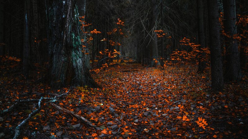 Forest Path with Fallen Leaves — Orange, Dark