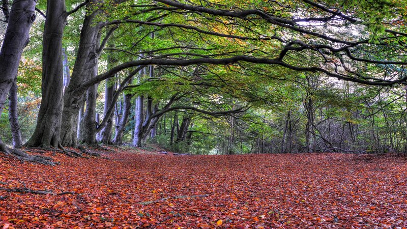 Forest Path with Fallen Leaves — Red