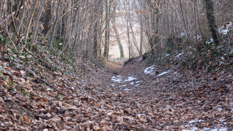 Forest path with fallen leaves