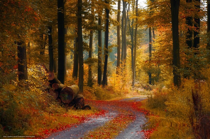 Forest Path with Fallen Leaves — Yellow, Serene, Autumn