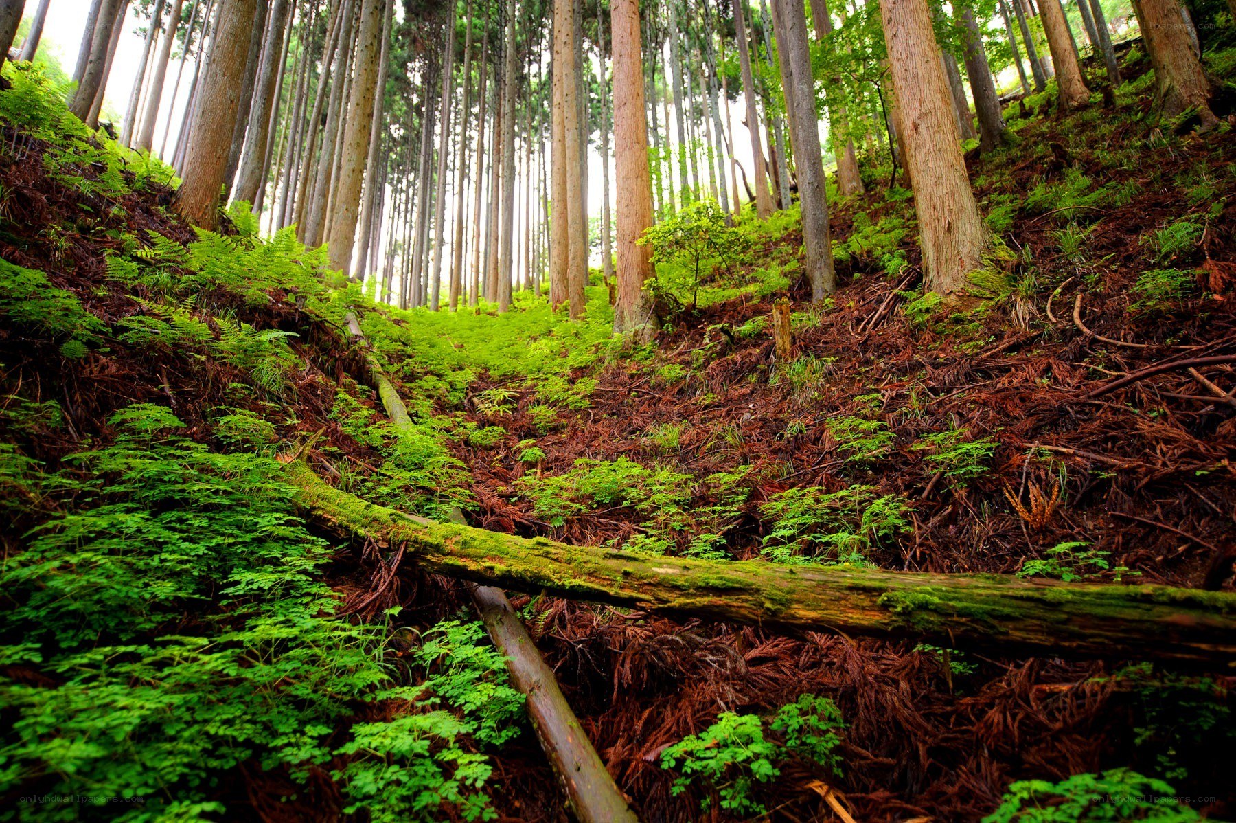 Forest path with fallen log