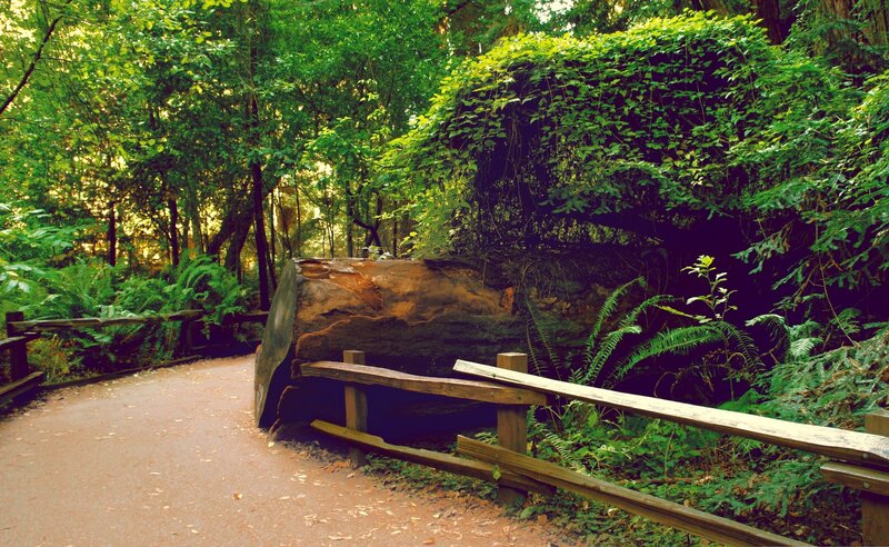Forest path with fallen log