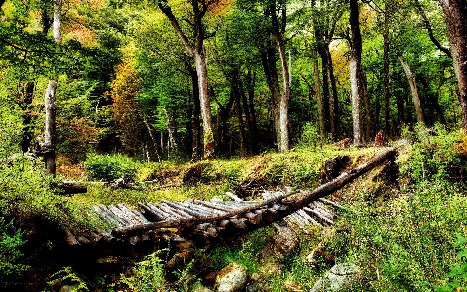 Forest path with fallen logs