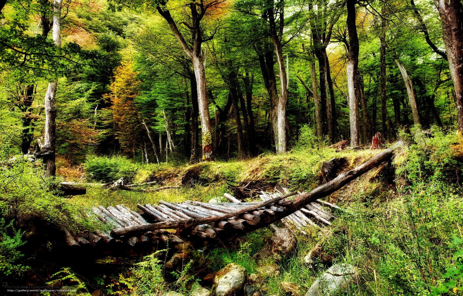 Forest path with fallen logs