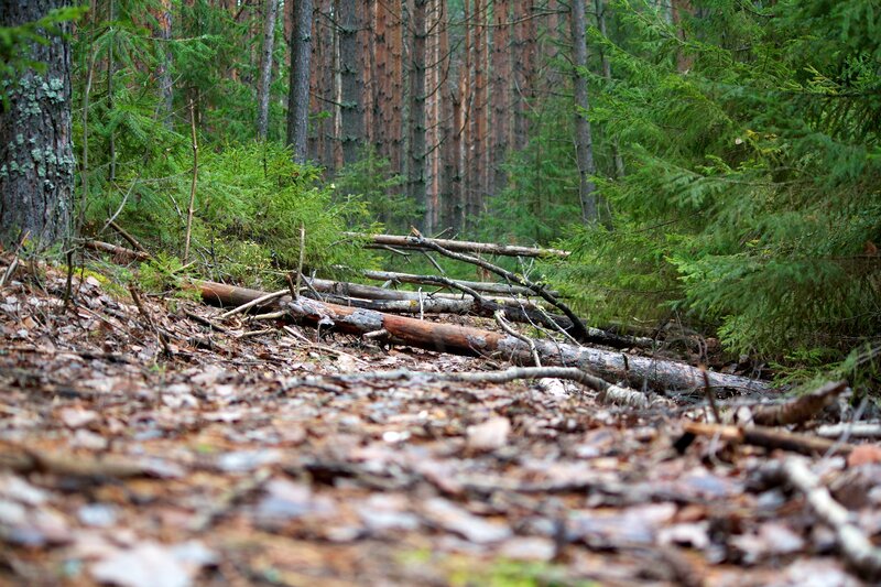 Forest path with fallen logs