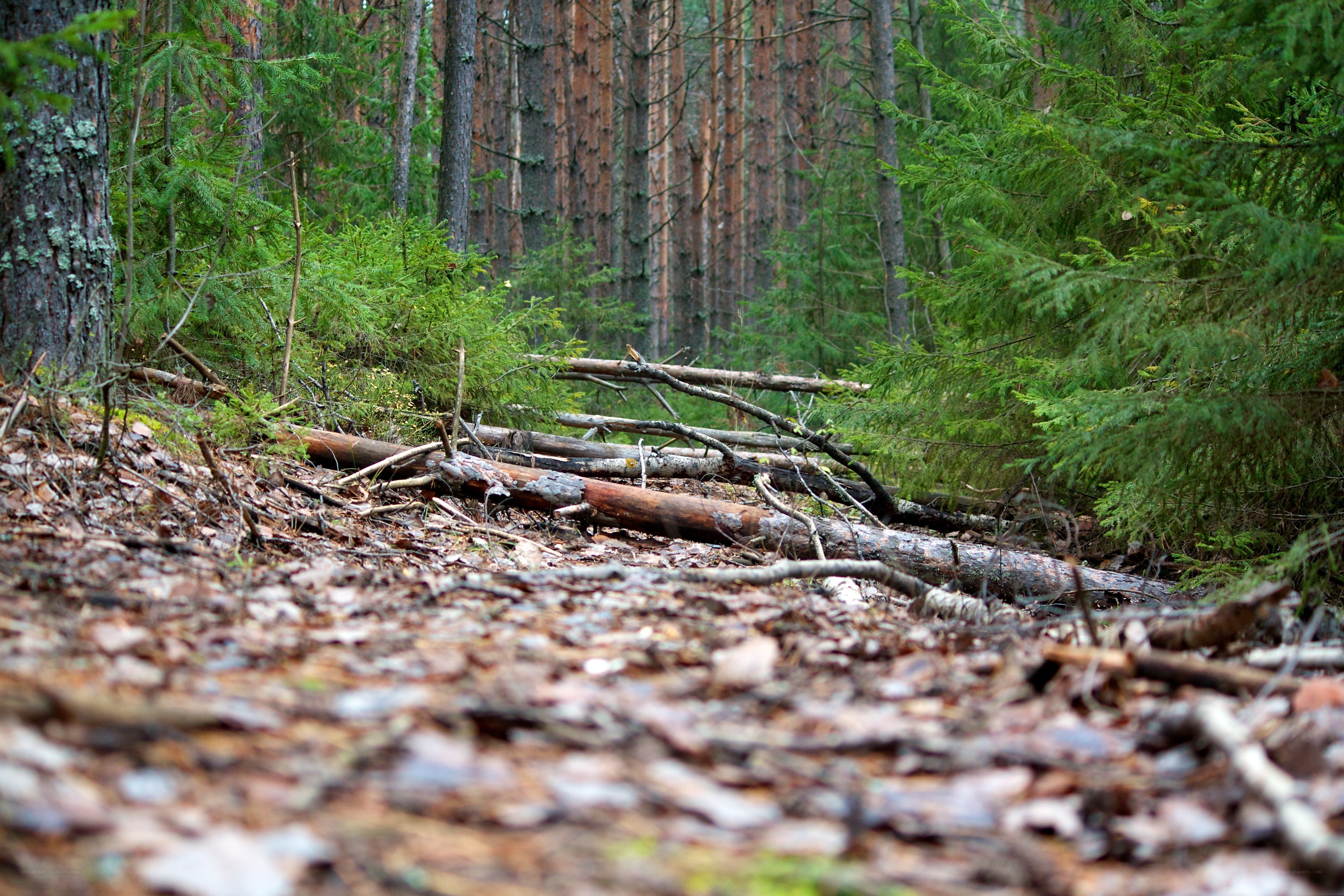 Forest path with fallen logs