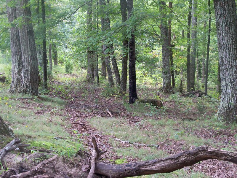 Forest Path with Fallen Logs — Green