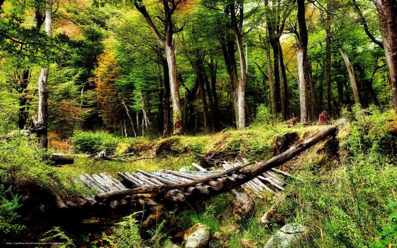 Forest path with fallen logs