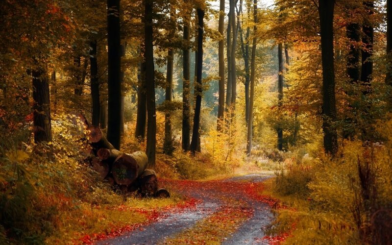 Forest Path with Fallen Logs — Yellow, Serene