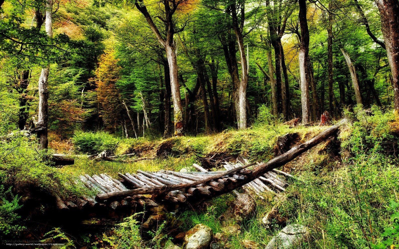 Forest path with fallen logs