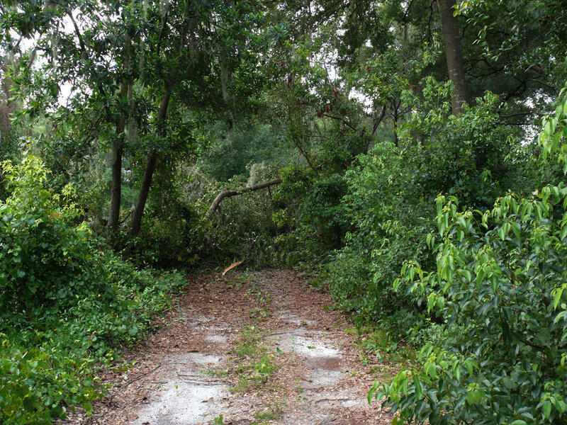 Forest path with fallen tree