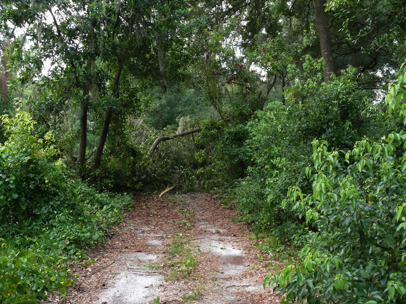 Forest path with fallen tree