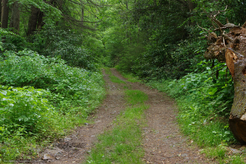 Forest path with fallen tree