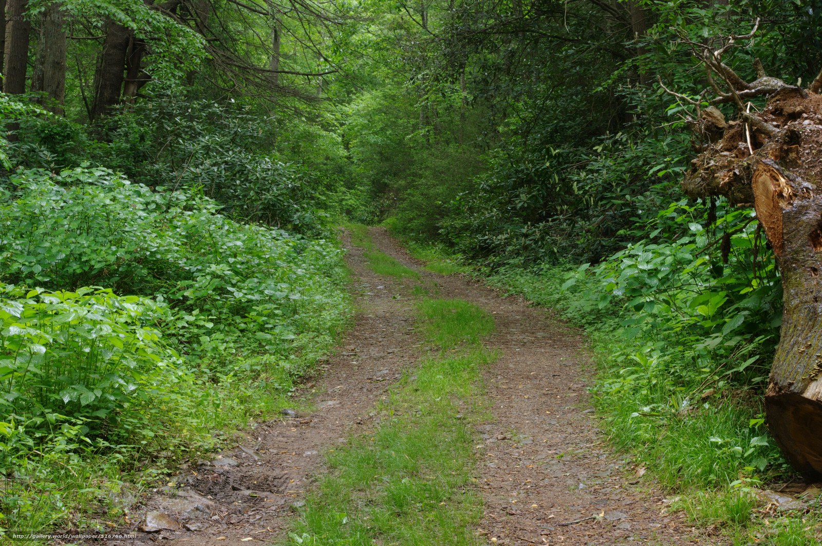 Forest path with fallen tree