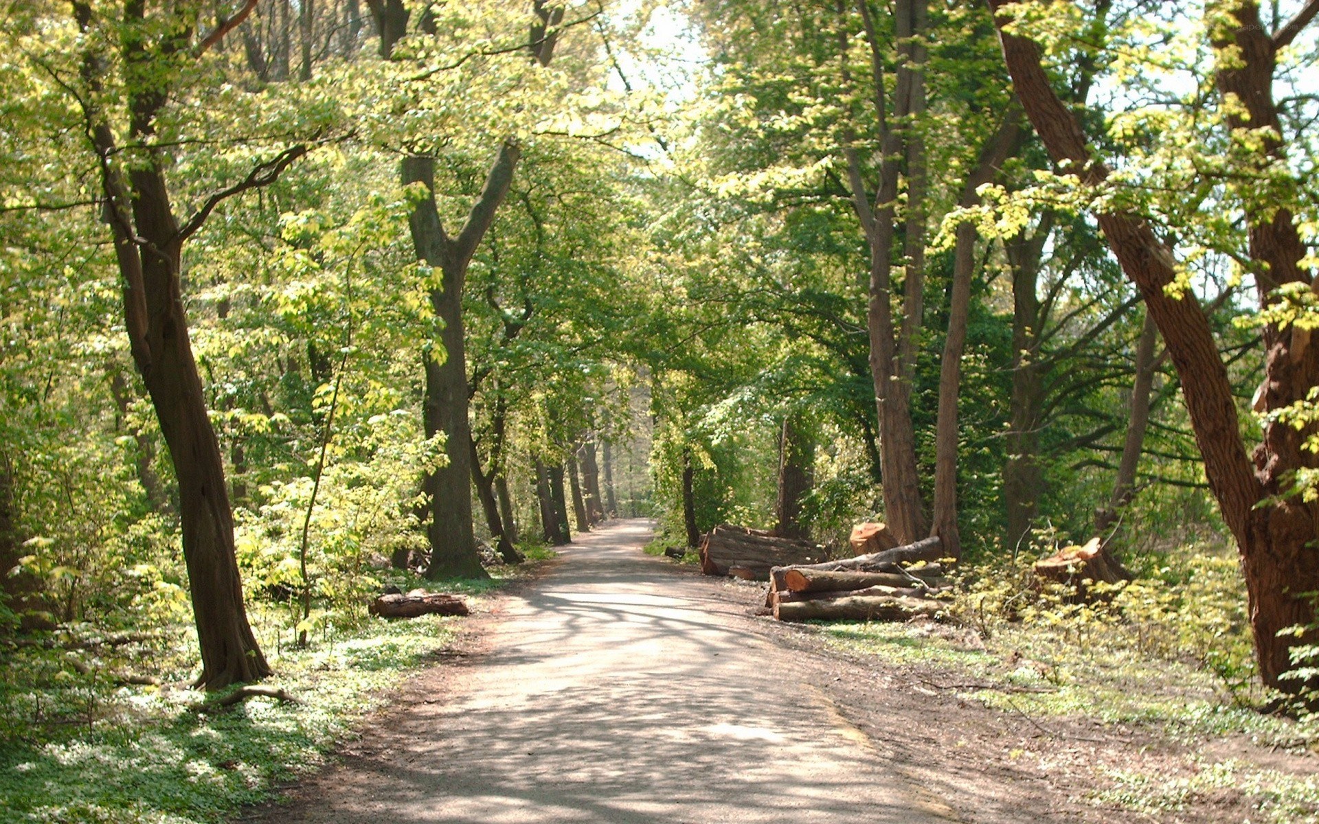 Forest path with felled trees