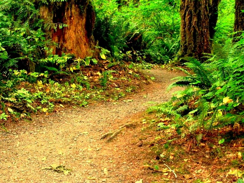 Forest path with ferns