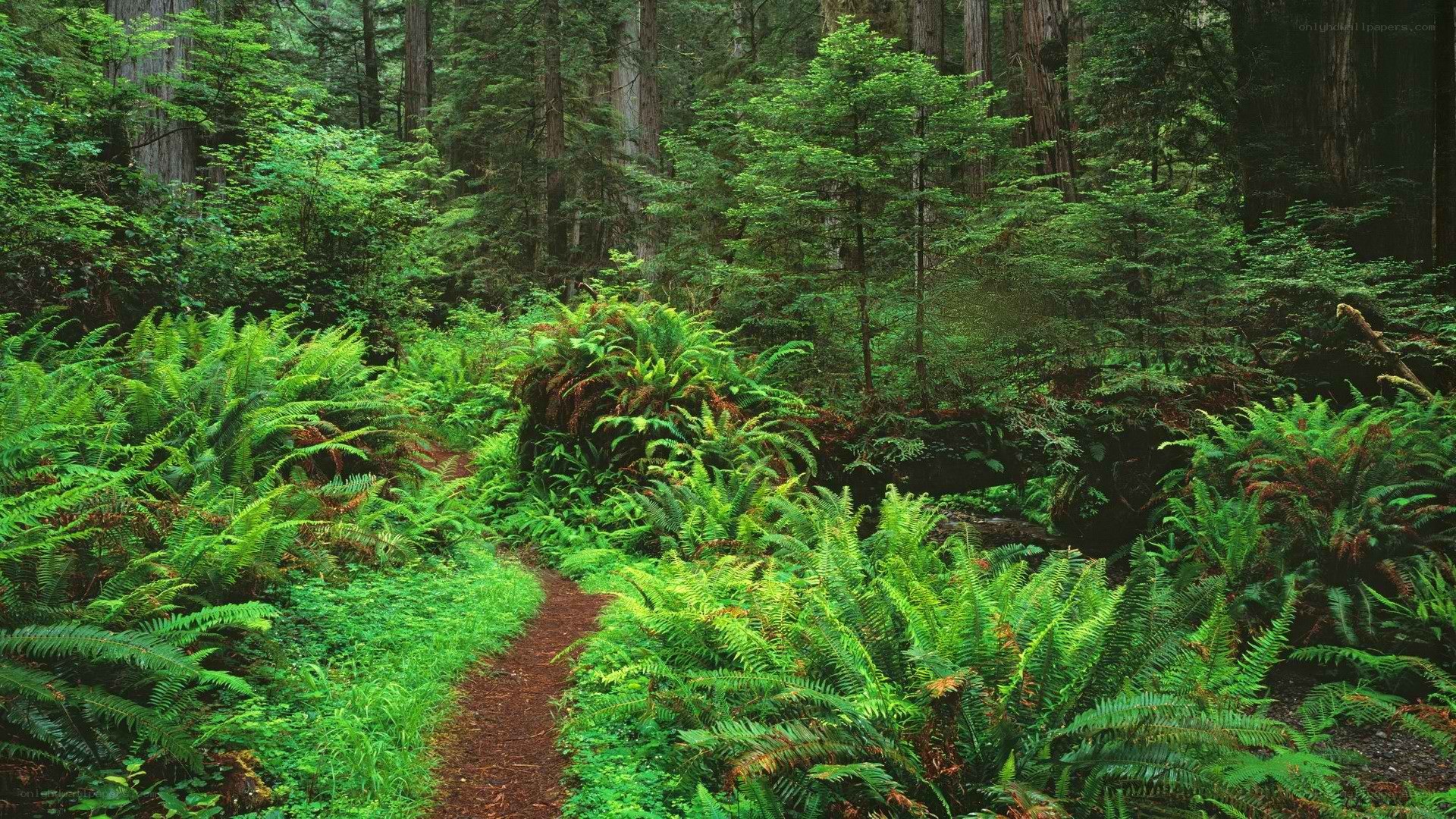 Forest path with ferns