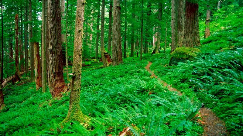 Forest path with ferns
