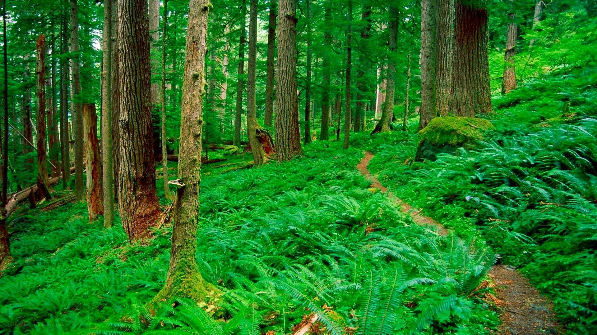 Forest path with ferns