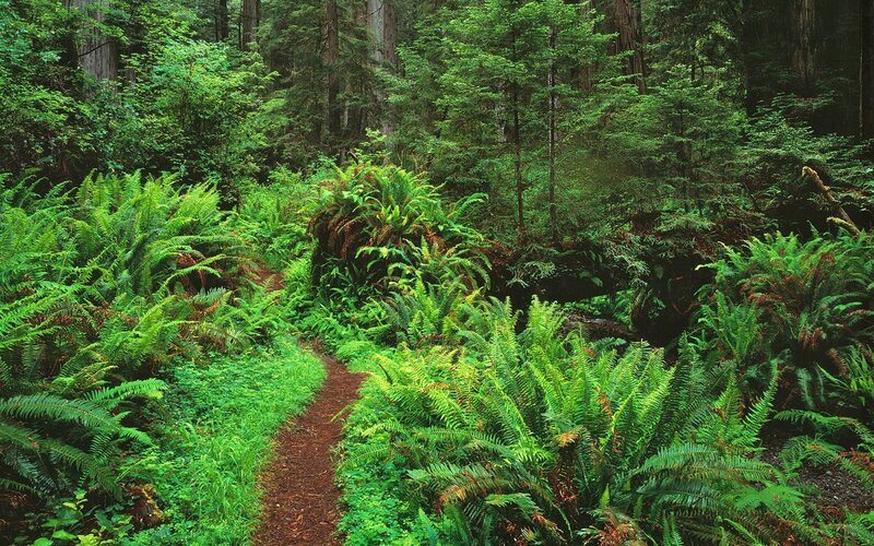 Forest path with ferns