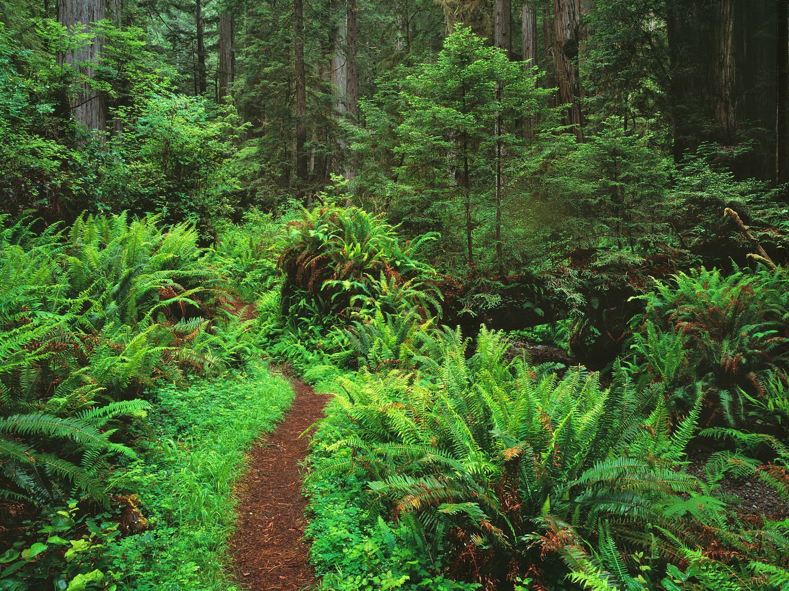 Forest path with ferns