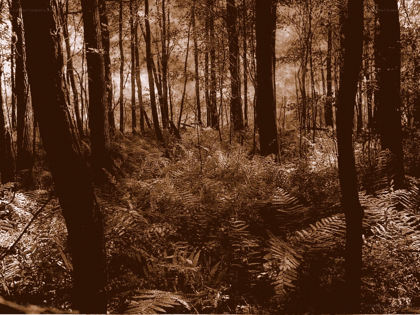 Forest path with ferns