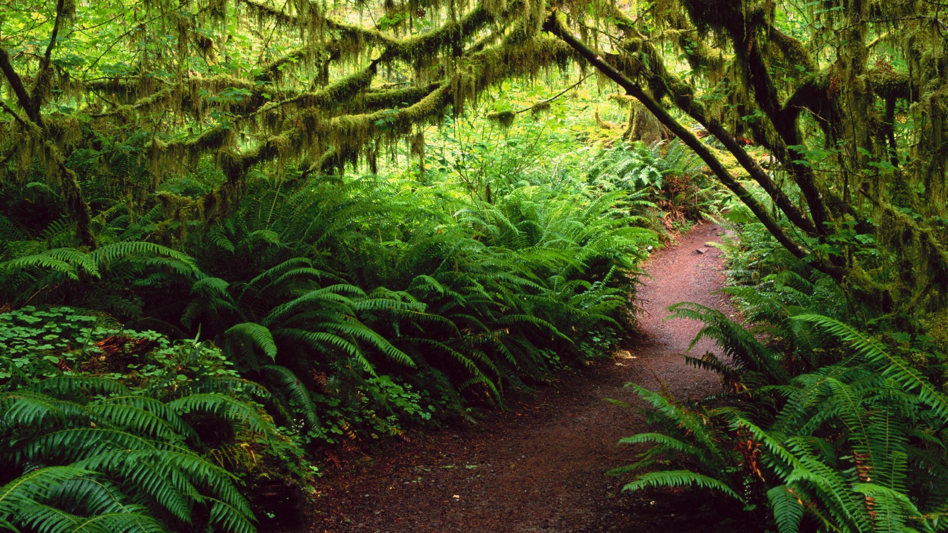 Forest path with ferns and moss