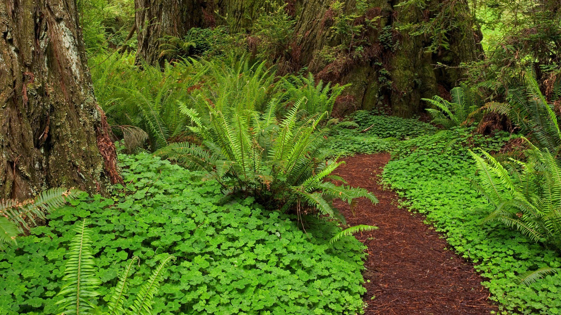 Forest path with ferns and moss