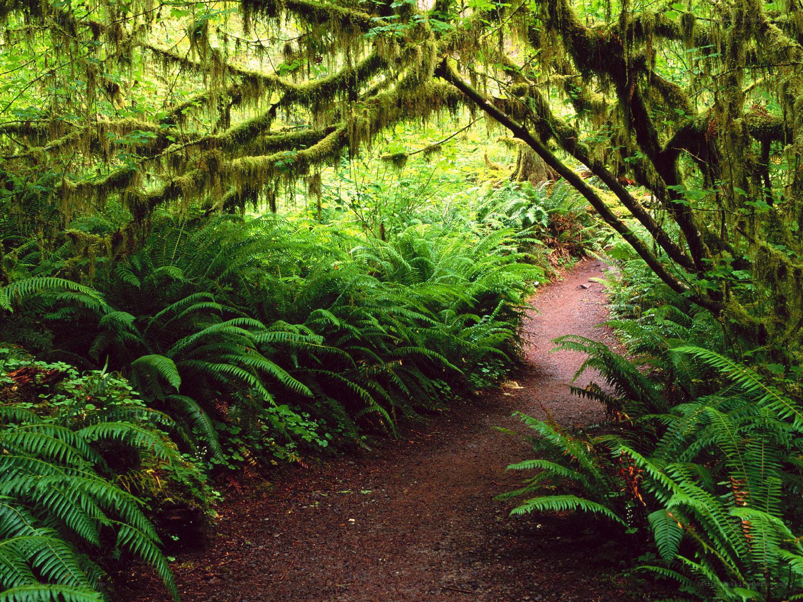 Forest path with ferns and moss