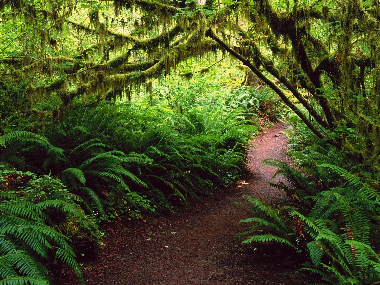 Forest path with ferns and moss