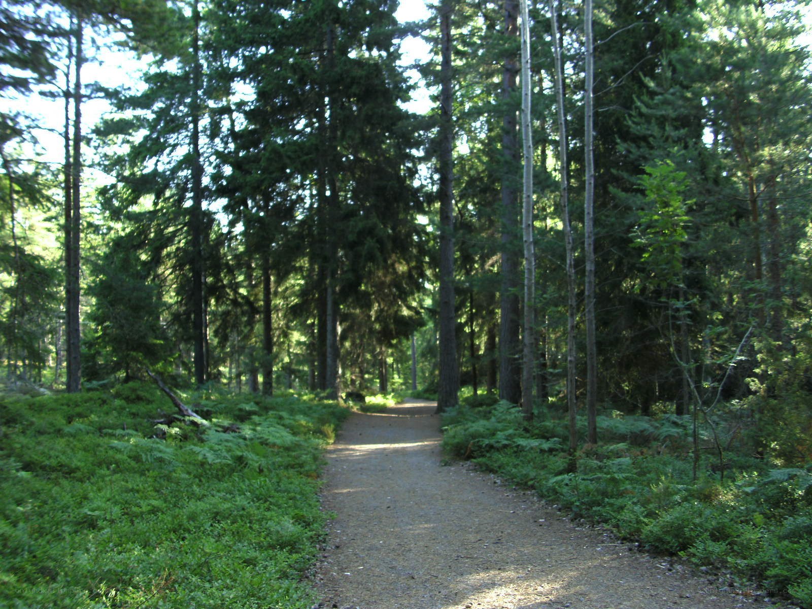 Forest path with ferns and trees