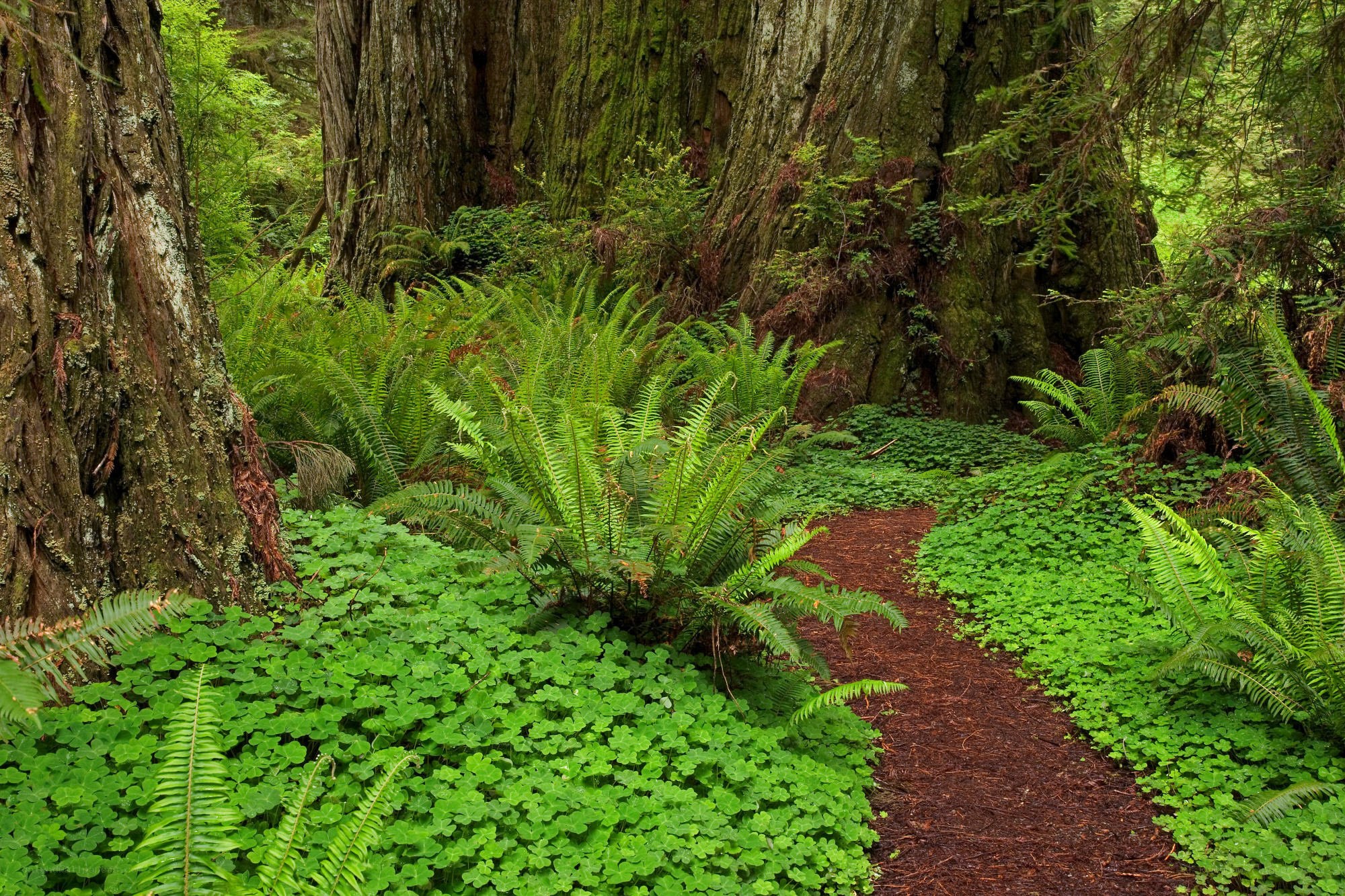 Forest path with ferns and trees