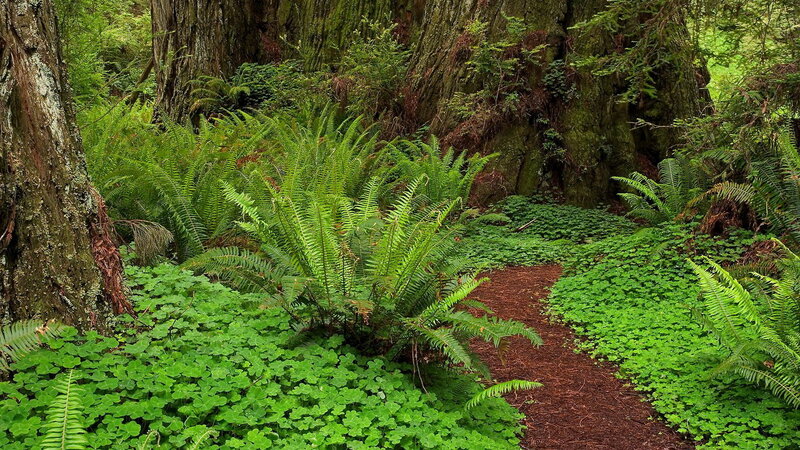 Forest path with ferns and trees