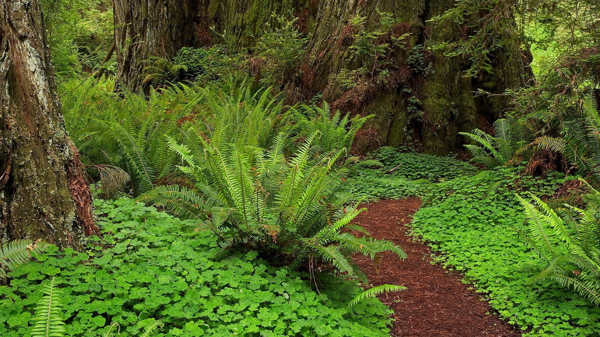Forest path with ferns and trees