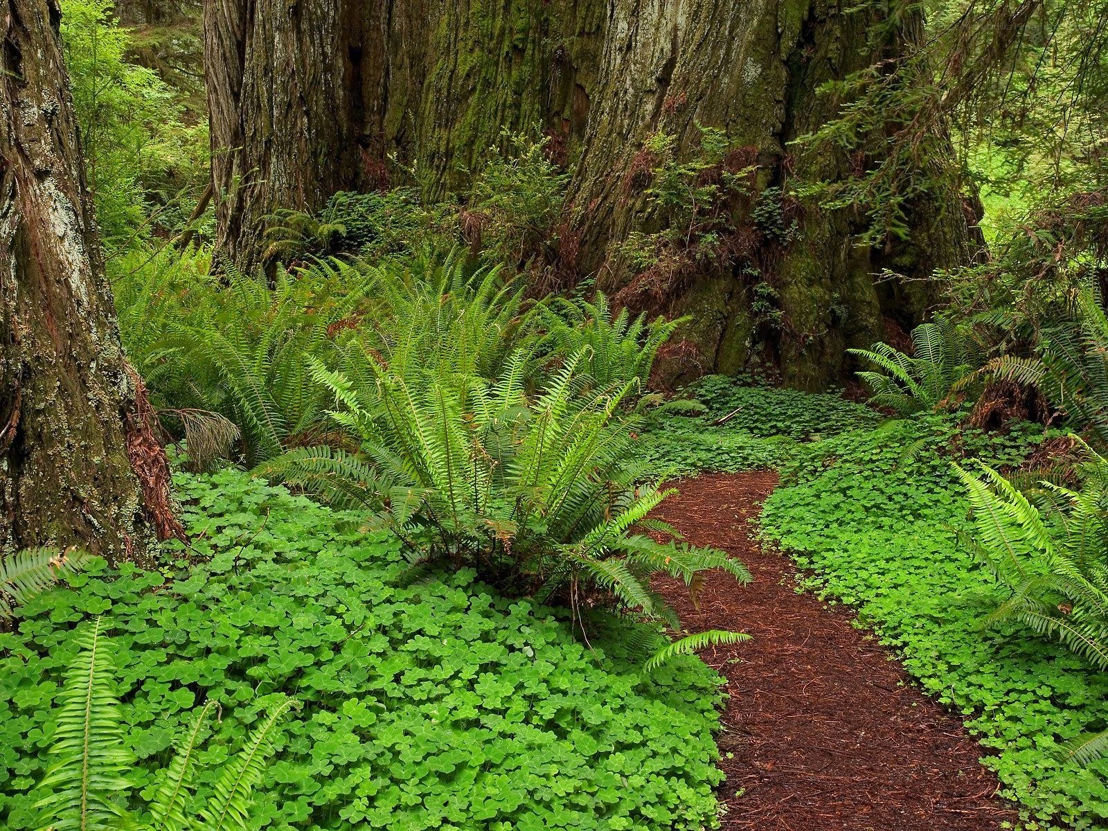 Forest path with ferns and trees
