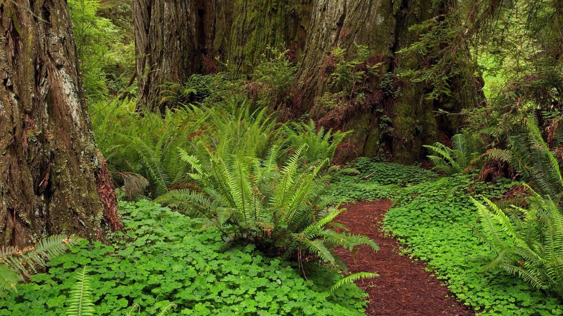 Forest path with ferns and trees