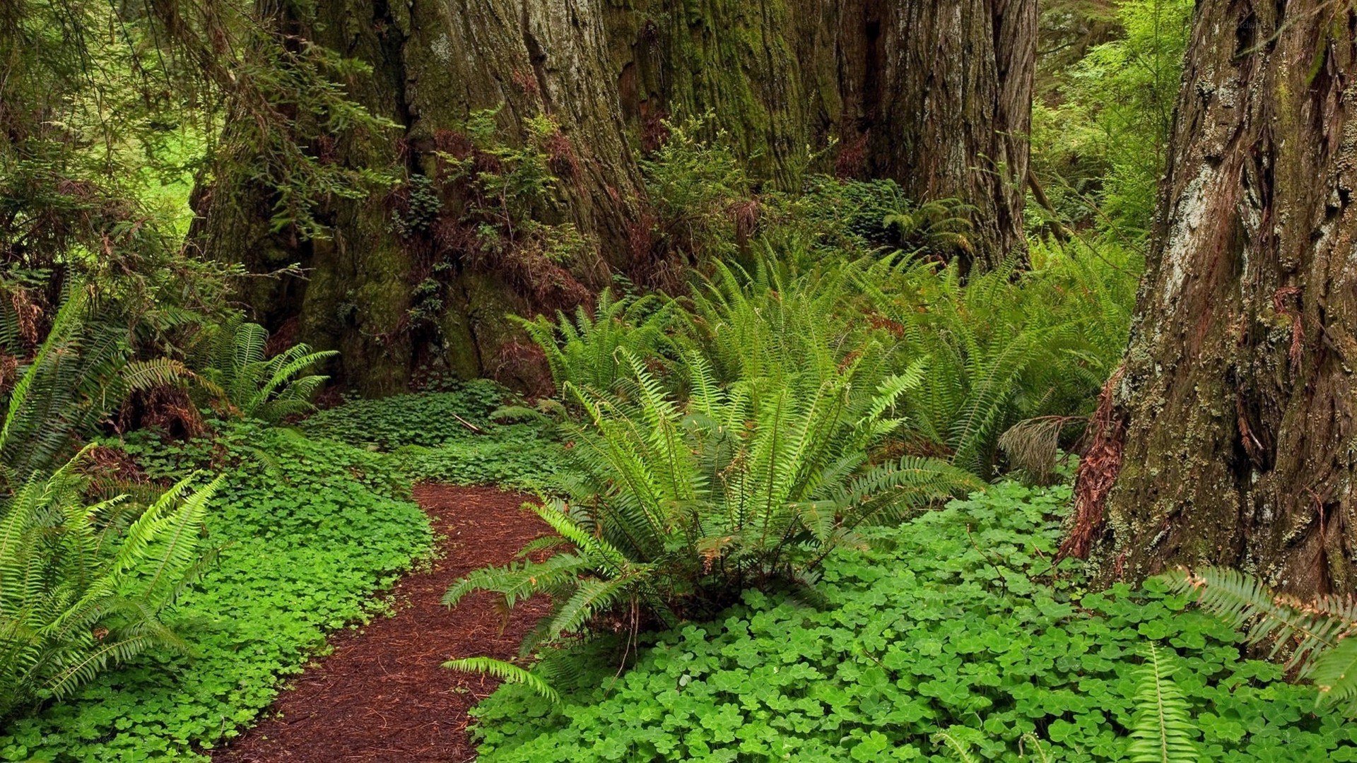 Forest path with ferns and trees